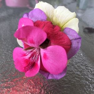 Meet your Posher, Laurie